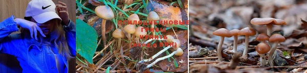 стафф Новозыбков